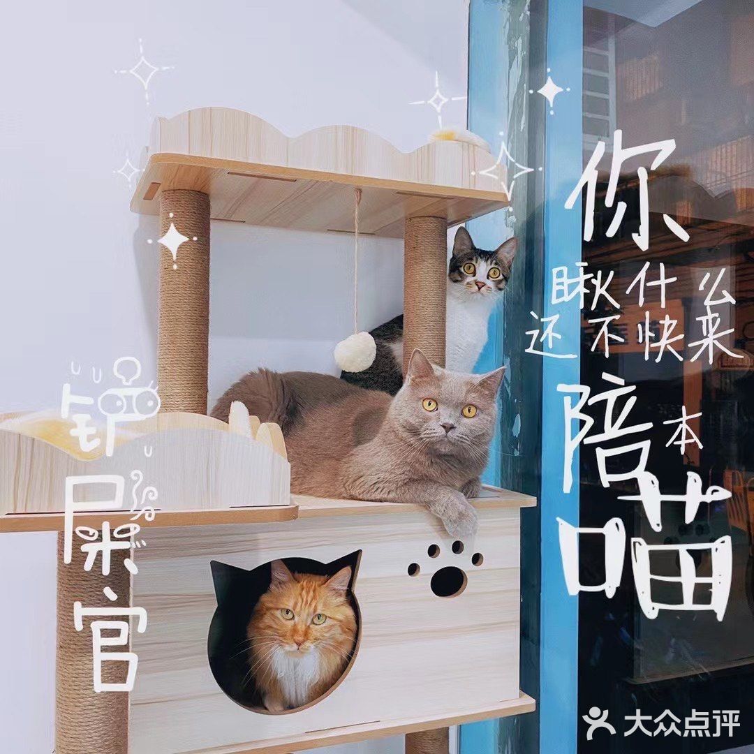 德政中老城中的宠物店