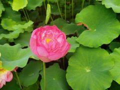 -陈家山荷花公园