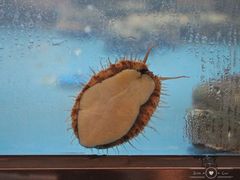 新鲜鲍鱼-八珍玉食鸡煲·打边炉(印象城店)