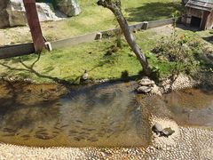 -广东惠东海龟国家级自然保护区