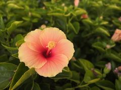 -广州国际生物岛