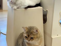 -有喵·猫咖·狗咖·30几只猫10只小狗(岗厦店)
