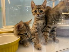 -细记港九大牌档(长宁龙之梦店)