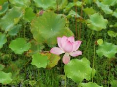 -武汉紫薇都市田园