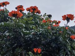 -火炉山森林公园