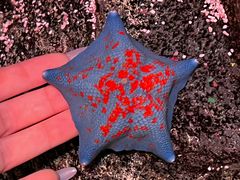 -沈阳海洋探索中心