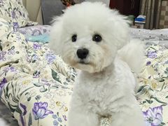 -翊宠yipet猫狗购宠庄园