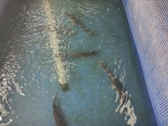 -鸿渡渔庄·特色鸭咀鱼