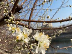 -桃花堤公园