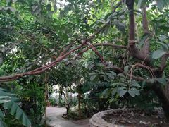 -呀路古热带植物园