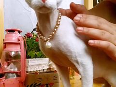 -十年猫舍·猫咪专门店(普陀店)