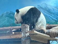 -武汉动物园
