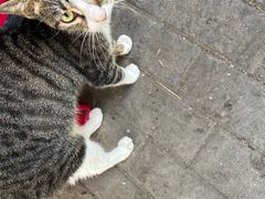 -秦胖子肉陀良心店