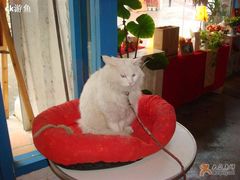 -Babycat私家御饼屋(龙头路一店)