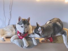 -Husky Go! 哈士奇体验馆·宠物咖啡厅狗咖