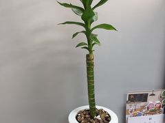 -桂林市花鸟市场