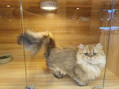-猫十亿·布偶金渐层·曼基康矮脚猫舍(青年路店)