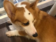 -柯斗斗主题餐厅·狗咖·围炉煮茶·茶饮(国瑞升平里店)