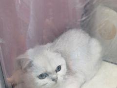 -美联众合动物医院(·中兽医·疑难杂症·严家桥分院)