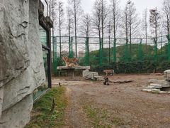 -上海野生动物园老虎餐厅