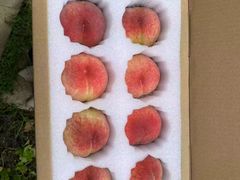 -老袁家蜜桃农场·阳山水蜜桃