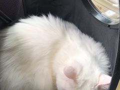 -宠爱国际动物医院· 猫科· 外科·中兽医(长白店)