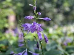 -黑龙江省森林植物园