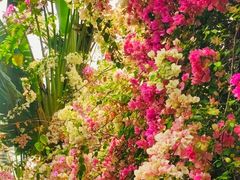 -深圳国际园林花卉博览园