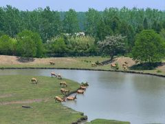 -溱湖国家湿地公园