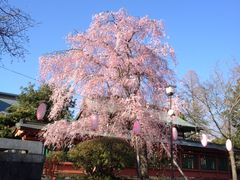 -富士山本宫浅间大社