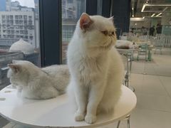 -怪兽屋·羊驼·猫咖·狗咖(俊华广场店)