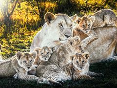 -罗红摄影艺术馆