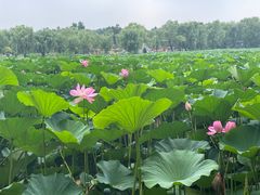 -长春市南湖公园