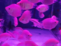 -青石桥花鸟鱼虫市场(叠翠城店)