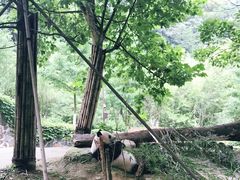 -都江堰中华大熊猫苑