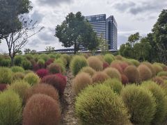 -春花秋色城市公园