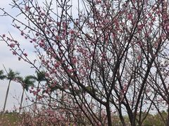 -广州莲花山旅游区