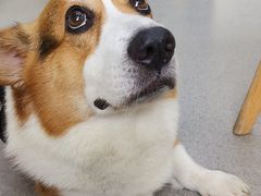 -凯瑞希宠物医院·狂犬免疫·微创·皮肤科