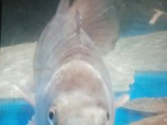 -大润发(东关世茂店)