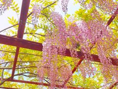 -嘉定紫藤园