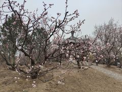 -北京凤凰岭