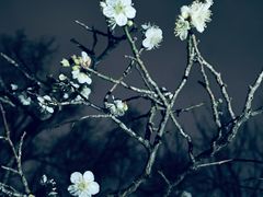 -梅花山(明孝陵内)