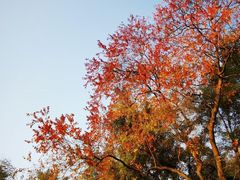 -南丹山森林王国