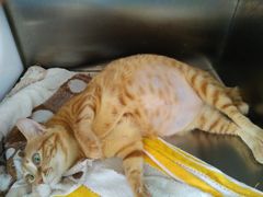 -创凡宠物医院·骨专科  猫科中心(西乡分院)