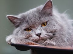 -猫亿天猫咖