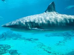 -悉尼海洋生物水族馆