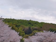 -武汉大学-樱园