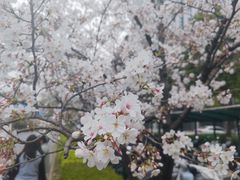 -武汉大学-樱园