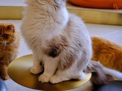 -飞行喵MR PILOT|猫舍·猫咖(静安大融城店)