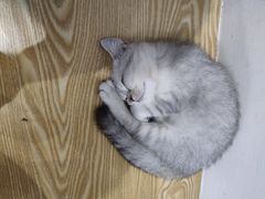 -Heymao猫咖.咖啡厅(东门店)